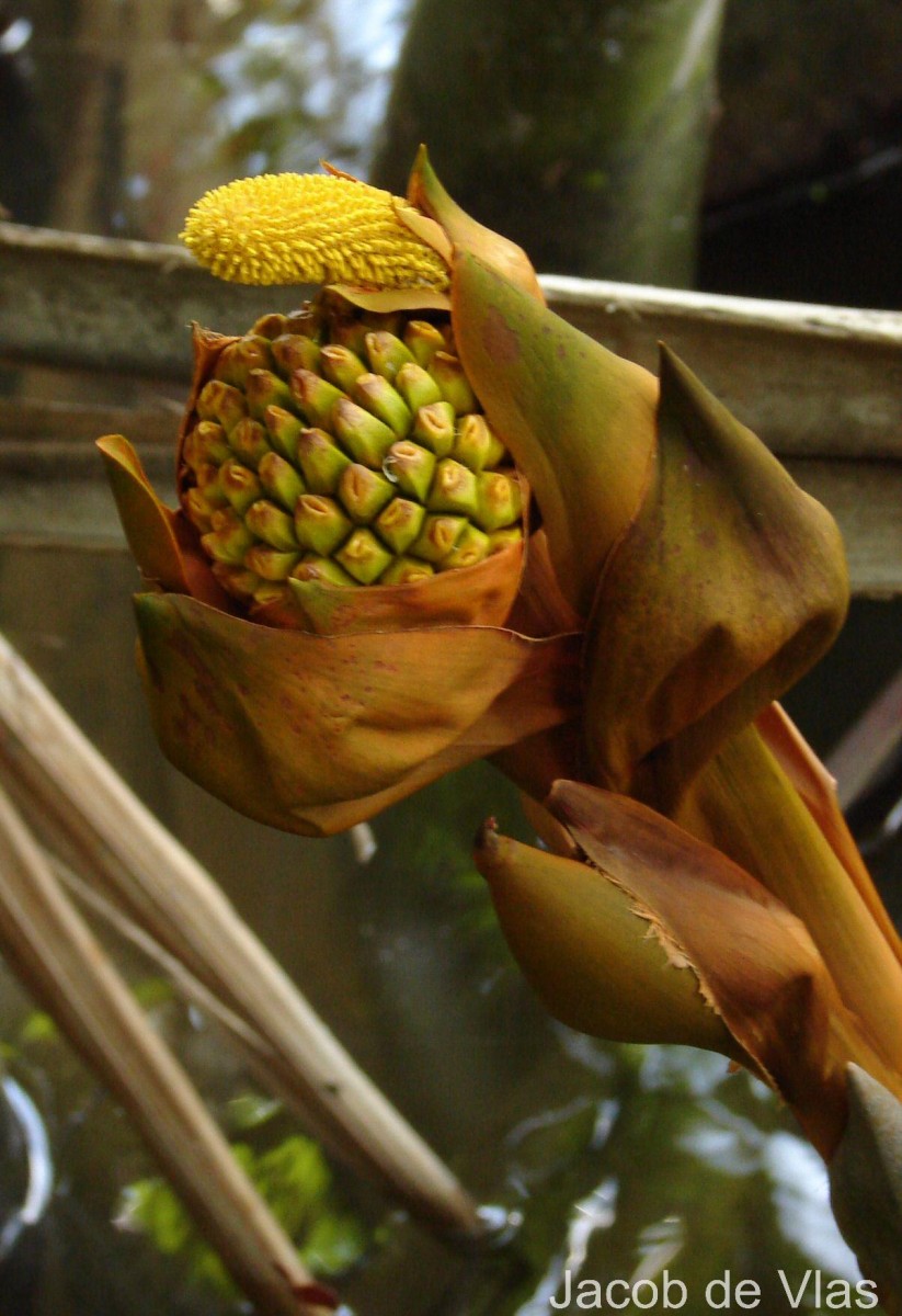 Nypa fruticans Wurmb